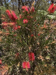 Melaleuca citrina