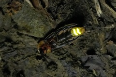 Pyrocoelia praetexta