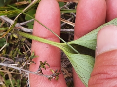 Ranunculus verticillatus