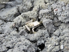 Hyla eximia