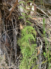 Lindsaea microphylla