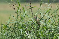 Acrocephalus orientalis