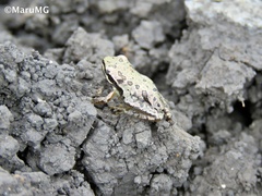 Hyla eximia