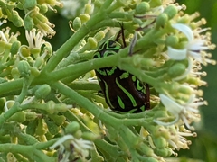 Eupoecila australasiae