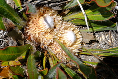 Protea scabriuscula