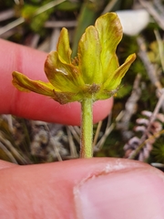 Ranunculus verticillatus