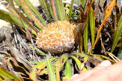 Protea scabriuscula
