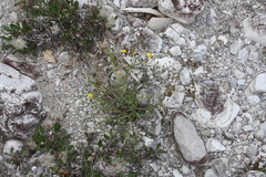 Chondrilla chondrilloides
