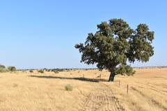 Quercus × avellaniformis