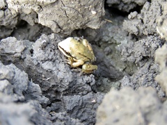 Hyla eximia