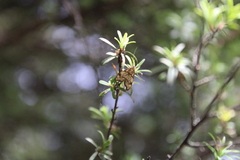 Gymnobathra hamatella