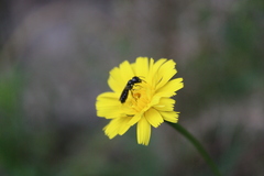 Hylaeus capitosus
