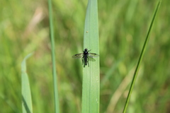 Dilophus nigrostigma