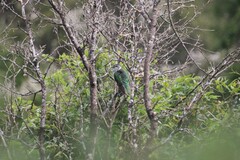 Chrysococcyx lucidus