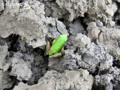 Hyla eximia
