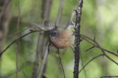 Rhipidura fuliginosa fuliginosa