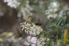 Helophilus antipodus