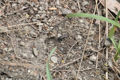 Tachysphex nigerrimus