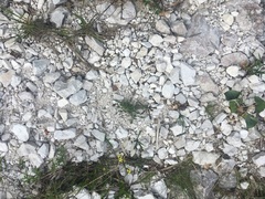Chondrilla chondrilloides