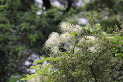 Clematis forsteri
