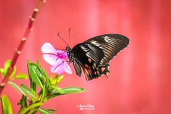 Papilio polytes