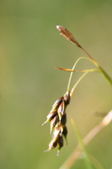 Carex capillaris