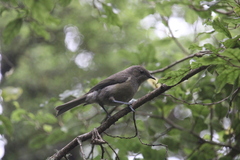 Anthornis melanura