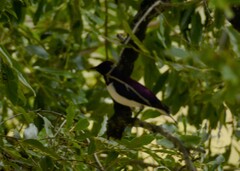 Cinnyricinclus leucogaster