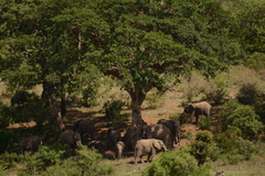 Ficus sycomorus sycomorus