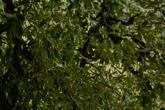 Cinnyricinclus leucogaster