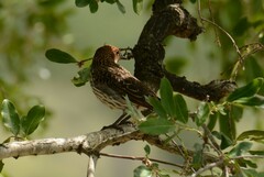 Cinnyricinclus leucogaster