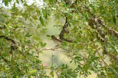 Cinnyricinclus leucogaster