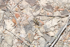 Neocicindela latecincta