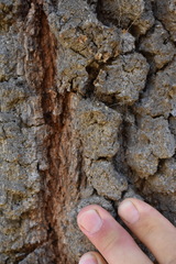 Quercus × avellaniformis