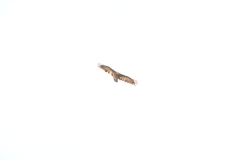 Necrosyrtes monachus