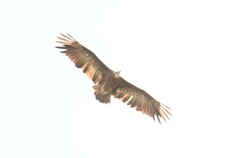 Necrosyrtes monachus
