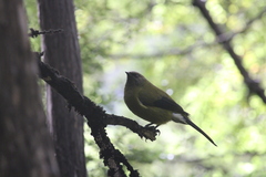 Anthornis melanura