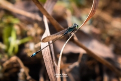 Ischnura senegalensis