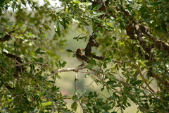 Cinnyricinclus leucogaster