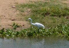 Ardea alba melanorhynchos