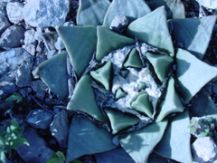 Ariocarpus retusus retusus