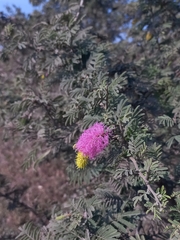 Dichrostachys cinerea