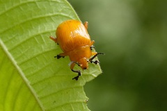 Podontia