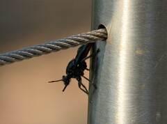 Storthyngomerus