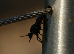 Storthyngomerus
