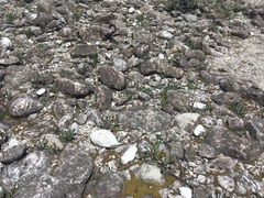 Chondrilla chondrilloides