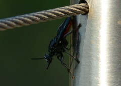 Storthyngomerus