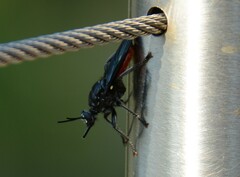 Storthyngomerus