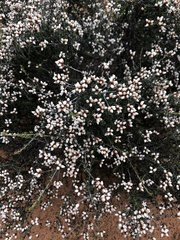 Cryptandra tomentosa