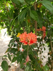 Hibiscus schizopetalus